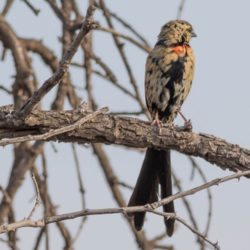 Red-collared Widowbird, Rooikeelflap, (Euplectes ardens)