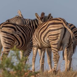 Zebras