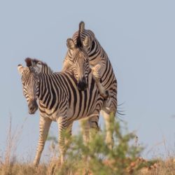 Zebras