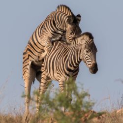 Zebras