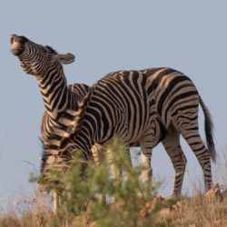 Zebras