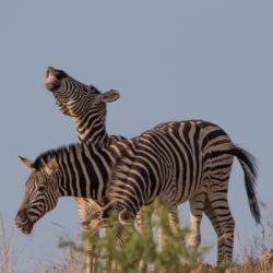 Zebras