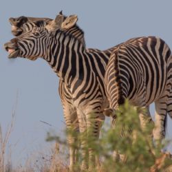 Zebras