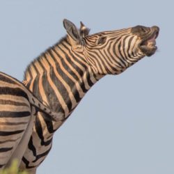 Zebras