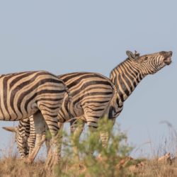 Zebras