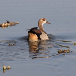 Egyptian Goose, Kolgans, (Alopochen aegyptiaca)