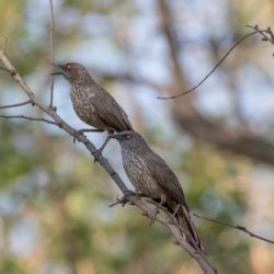 Arrow-marked Babbler, Pylvlekkatlagter, (Turdoides jardineii)