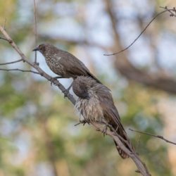 Arrow-marked Babbler, Pylvlekkatlagter, (Turdoides jardineii)