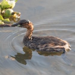 Little Grebe, Kleindobbertjie, (Tachybaptus ruficollis)