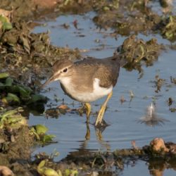 Common Sandpiper, Gewone Ruiter, (Actitis hypoleucos)