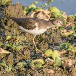 Common Sandpiper, Gewone Ruiter, (Actitis hypoleucos)
