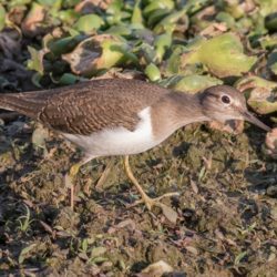 Green Sandpiper, Witgatruiter, (Tringa ochropus)