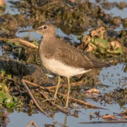 Green Sandpiper, Witgatruiter, (Tringa ochropus)