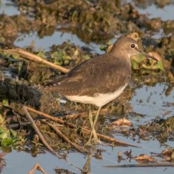 Green Sandpiper, Witgatruiter, (Tringa ochropus)