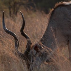 Kudu Male