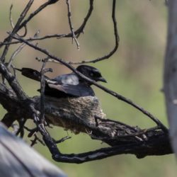 Fork-tailed Drongo, Mikstertbyvanger, (Dicrurus adsimilis)