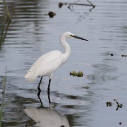 Little Egret, Kleinwitreier, (Egretta garzetta)