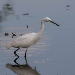 Little Egret, Kleinwitreier, (Egretta garzetta)