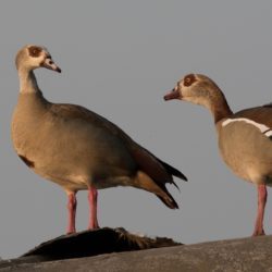 Egyptian Goose, Kolgans, (Alopochen aegyptiaca)