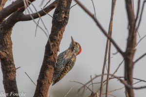 Cardinal Woodpecker, Kardinaalspeg, (Dendropicos fuscescens)