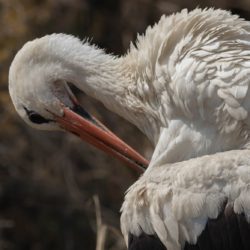 White Stork, Witooievaar, (Ciconia ciconia)