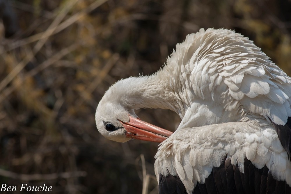 White Stork, Witooievaar, (Ciconia ciconia)