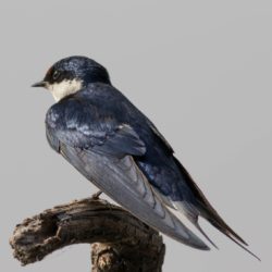 White-throated Swallow, Witkeelswael, (Hirundo albigularis)