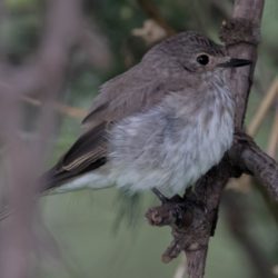 Spotted Flycatcher, Europese Vlieëvanger, (Muscicapa striata)