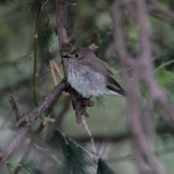 Spotted Flycatcher, Europese Vlieëvanger, (Muscicapa striata)