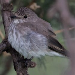 Spotted Flycatcher, Europese Vlieëvanger, (Muscicapa striata)