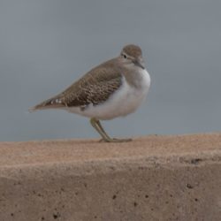 Common Sandpiper, Gewone Ruiter, (Actitis hypoleucos)