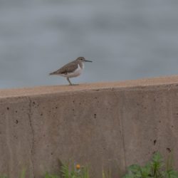 Common Sandpiper, Gewone Ruiter, (Actitis hypoleucos)