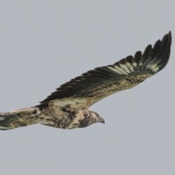 African Fish Eagle, Visarend, (Haliaeetus vocifer)