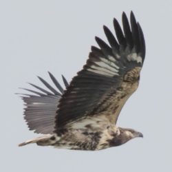 African Fish Eagle, Visarend, (Haliaeetus vocifer)