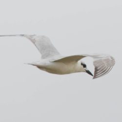 Gull-billed Tern, Oostelike Sterretjie, (Gelochelidon nilotica)