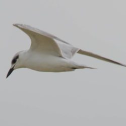 Gull-billed Tern, Oostelike Sterretjie, (Gelochelidon nilotica)