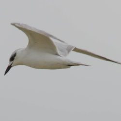 Gull-billed Tern, Oostelike Sterretjie, (Gelochelidon nilotica)