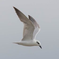 Gull-billed Tern, Oostelike Sterretjie, (Gelochelidon nilotica)