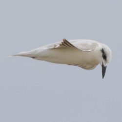 Gull-billed Tern, Oostelike Sterretjie, (Gelochelidon nilotica)