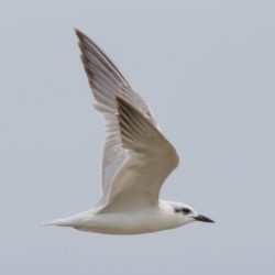 Gull-billed Tern, Oostelike Sterretjie, (Gelochelidon nilotica)