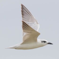 Gull-billed Tern, Oostelike Sterretjie, (Gelochelidon nilotica)