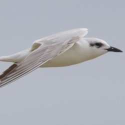 Gull-billed Tern, Oostelike Sterretjie, (Gelochelidon nilotica)