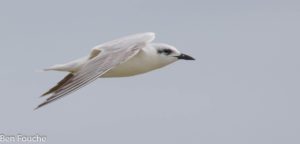 Gull-billed Tern, Oostelike Sterretjie, (Gelochelidon nilotica)