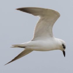 Gull-billed Tern, Oostelike Sterretjie, (Gelochelidon nilotica)