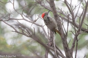 Cardinal Woodpecker, Kardinaalspeg, (Dendropicos fuscescens)