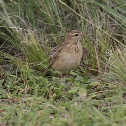 African Pipit, Gewone Koester, (Anthus cinnamomeus)