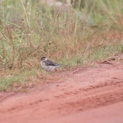 Pin-tailed Whydah, Koningrooibekkie, (Vidua macroura)