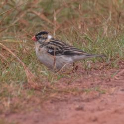 Pin-tailed Whydah, Koningrooibekkie, (Vidua macroura)