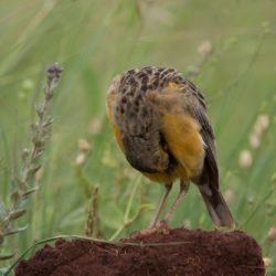 Cape Longclaw, Oranjekeelkalkoentjie, (Macronyx capensis)