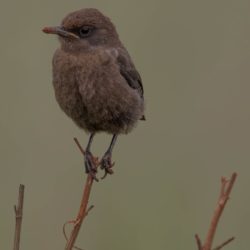 Ant-eating Chat, Swartpiek, (Myrmecocichla formicivora)